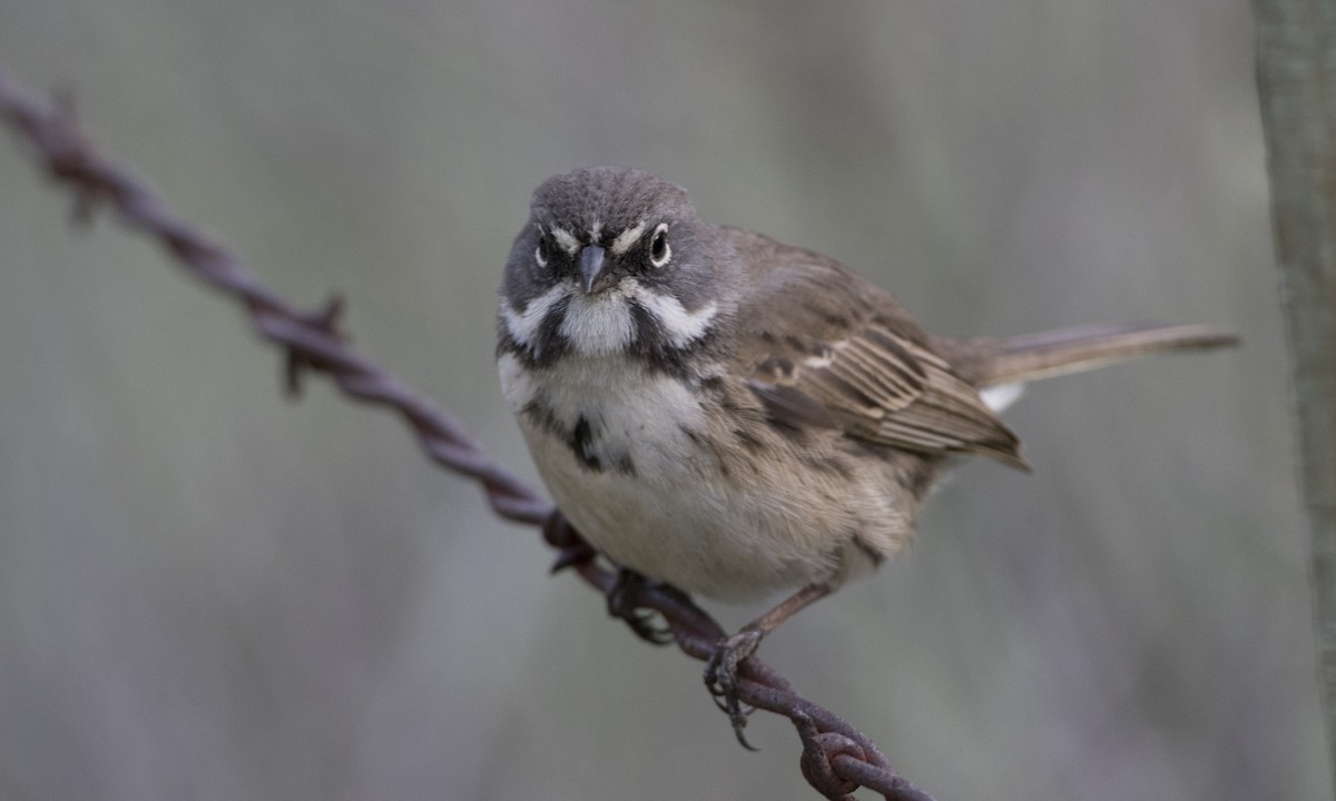Bell's Sparrow (belli) - ML51834941