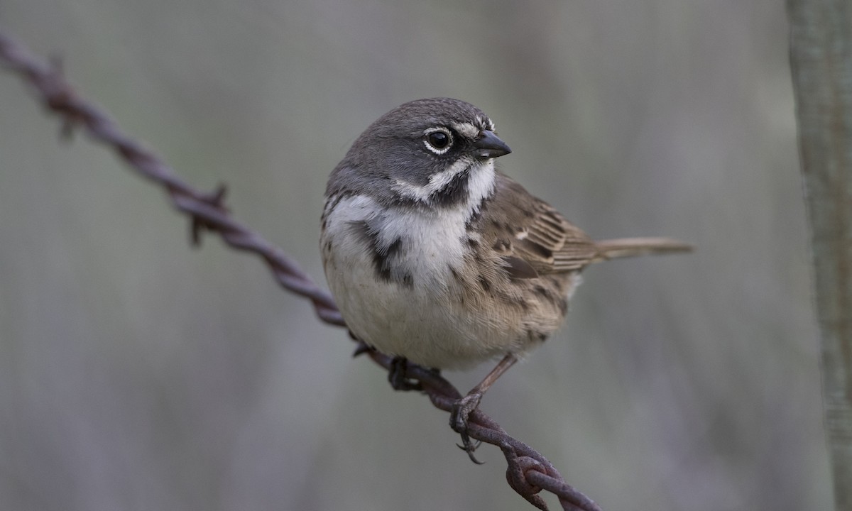 Bell's Sparrow (belli) - ML51834981