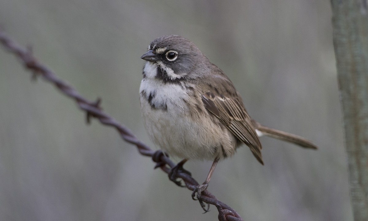 Bell's Sparrow (belli) - ML51834991