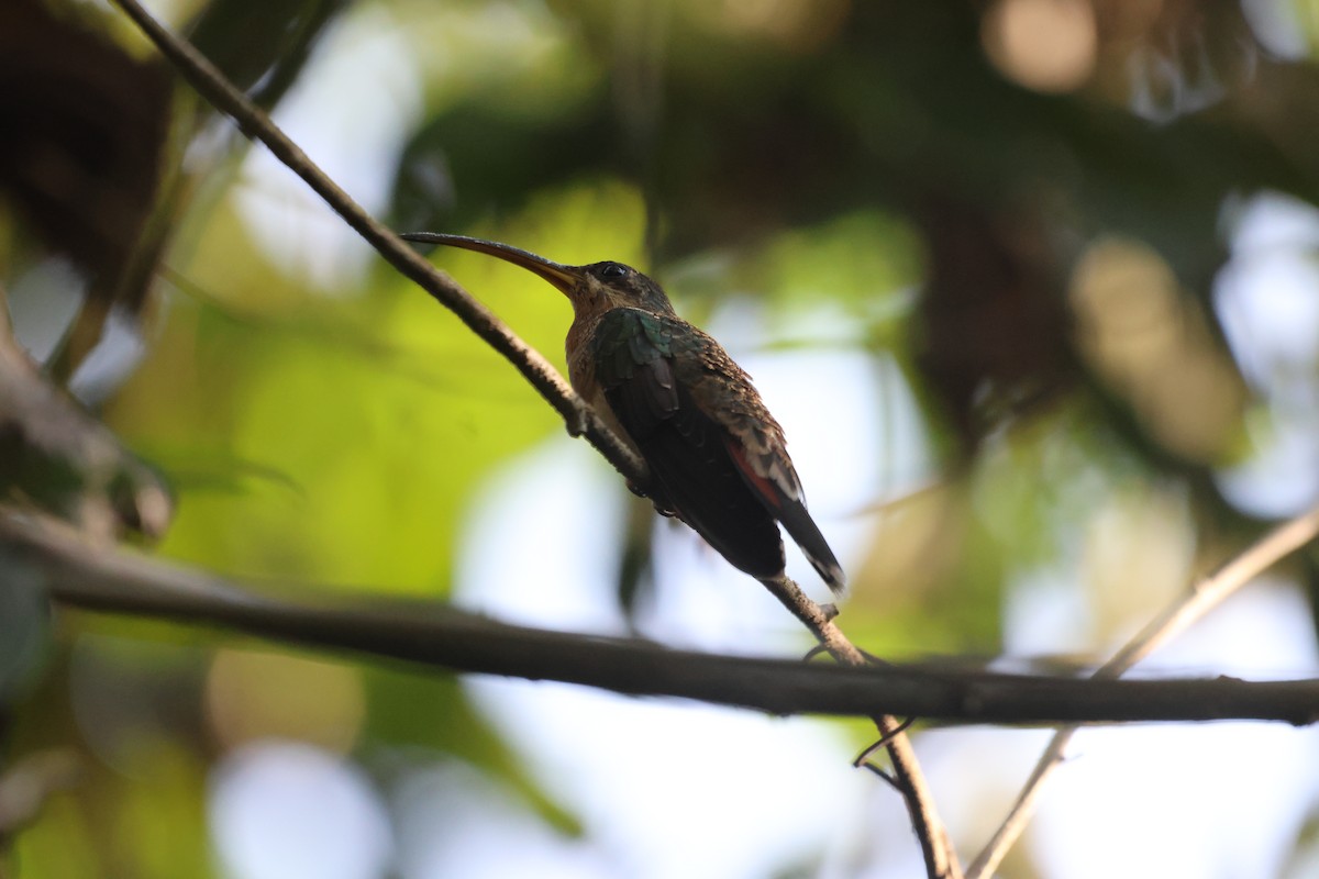 Rufous-breasted Hermit - ML518355821