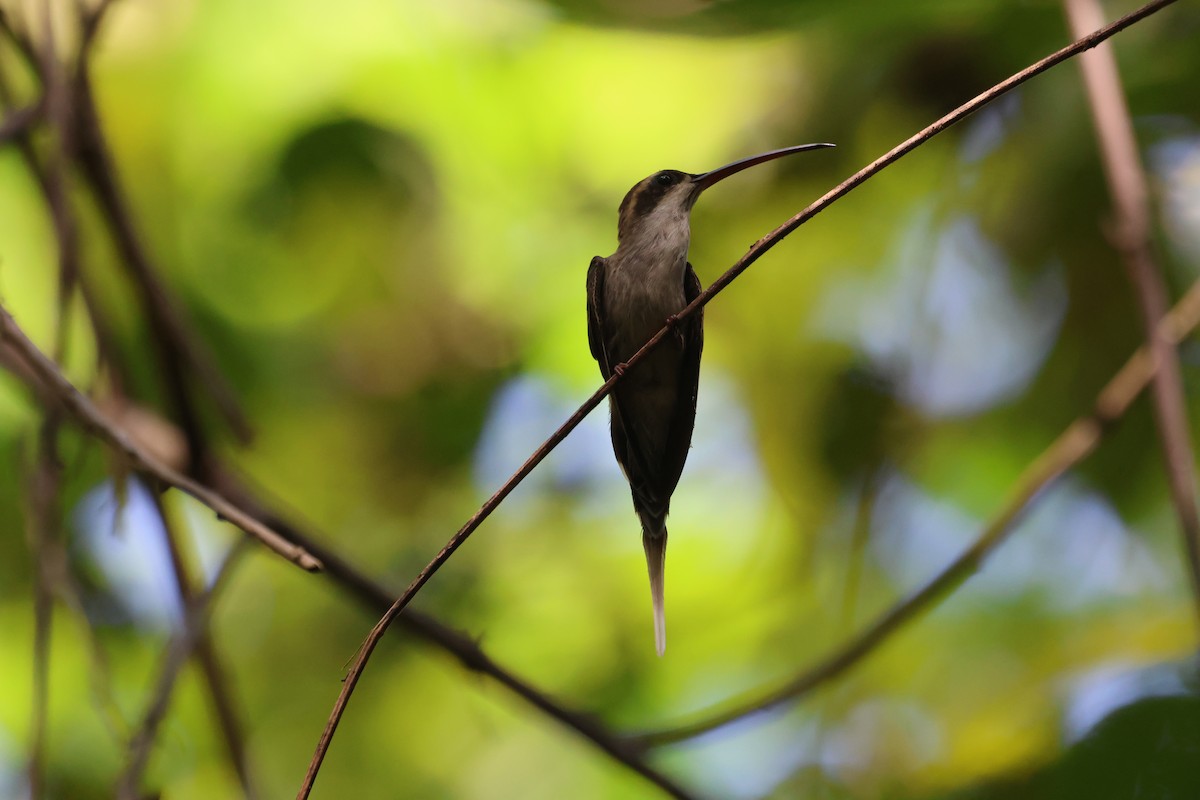 kolibřík světlebřichý - ML518356051