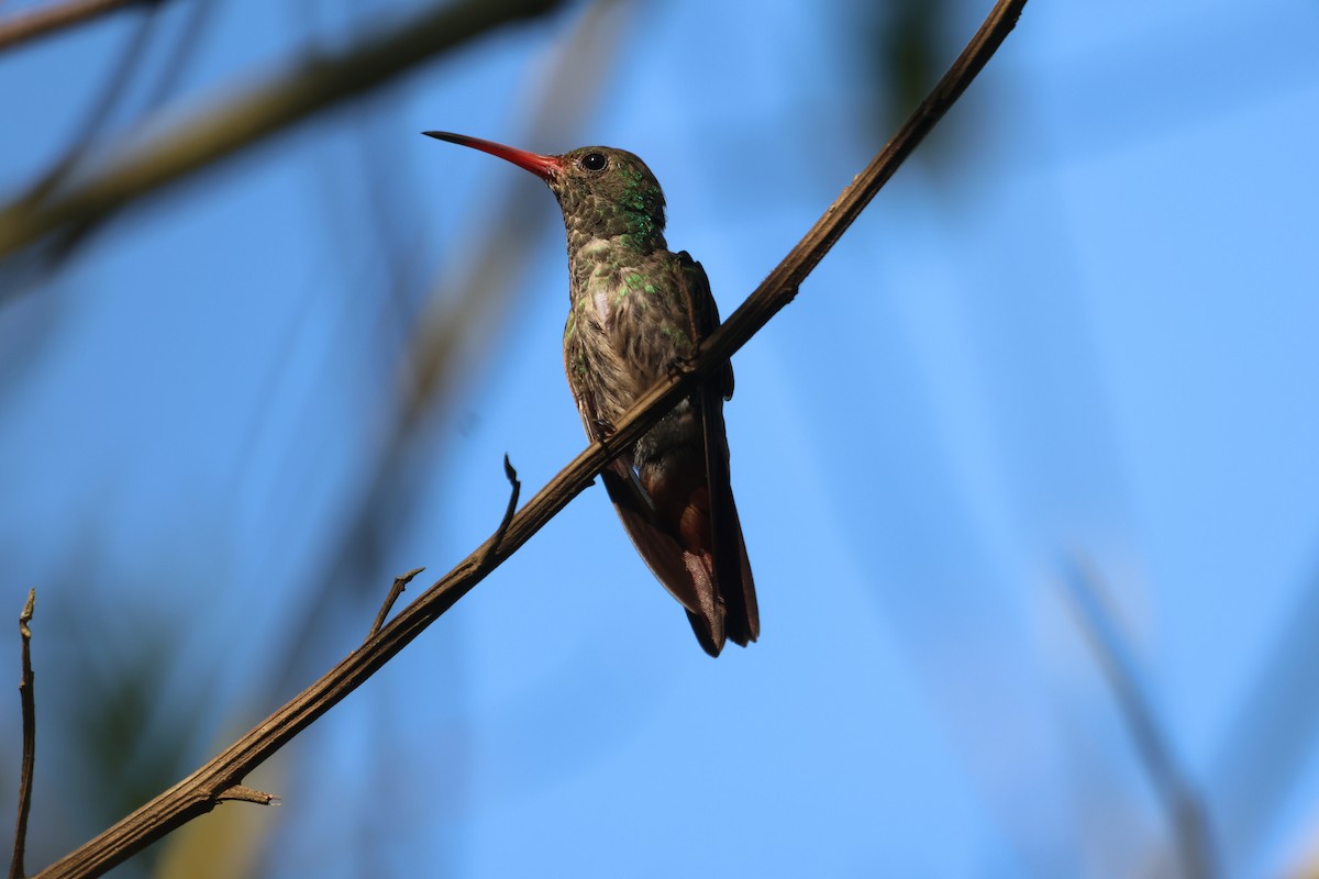 Rufous-tailed Hummingbird - ML518357261