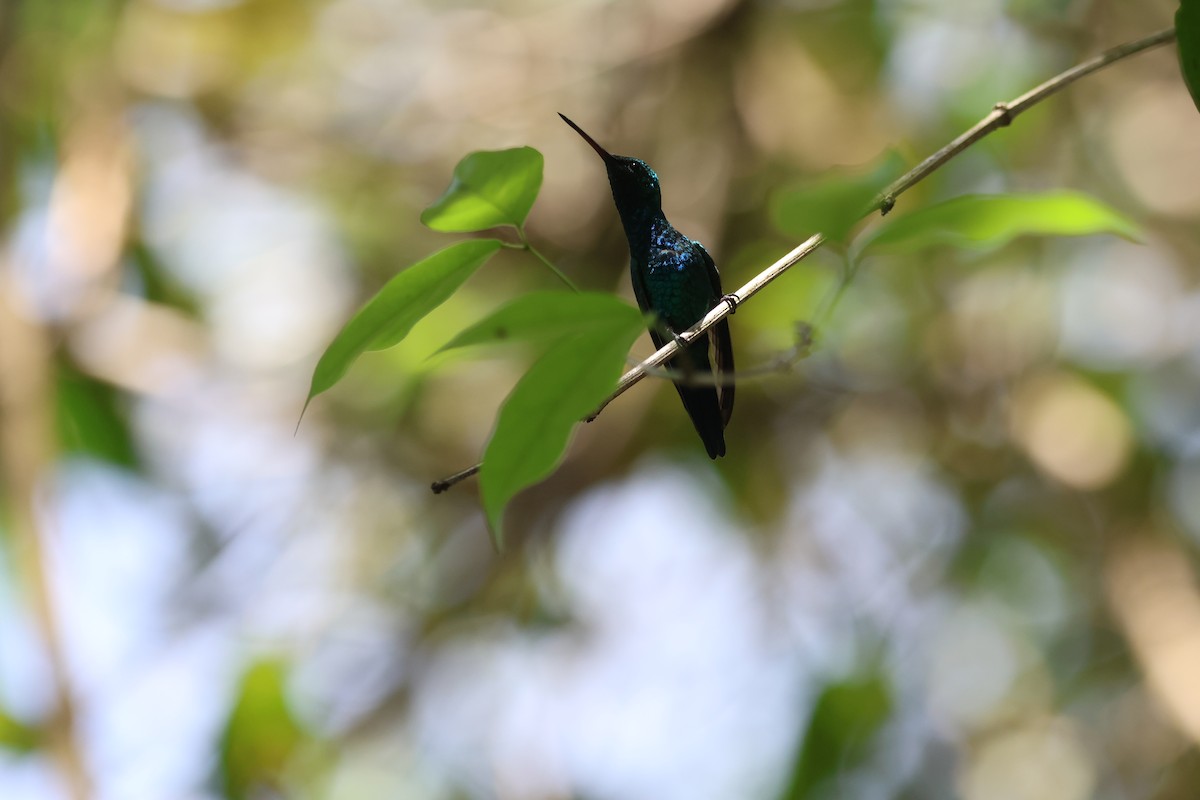 Shining-green Hummingbird - ML518357401