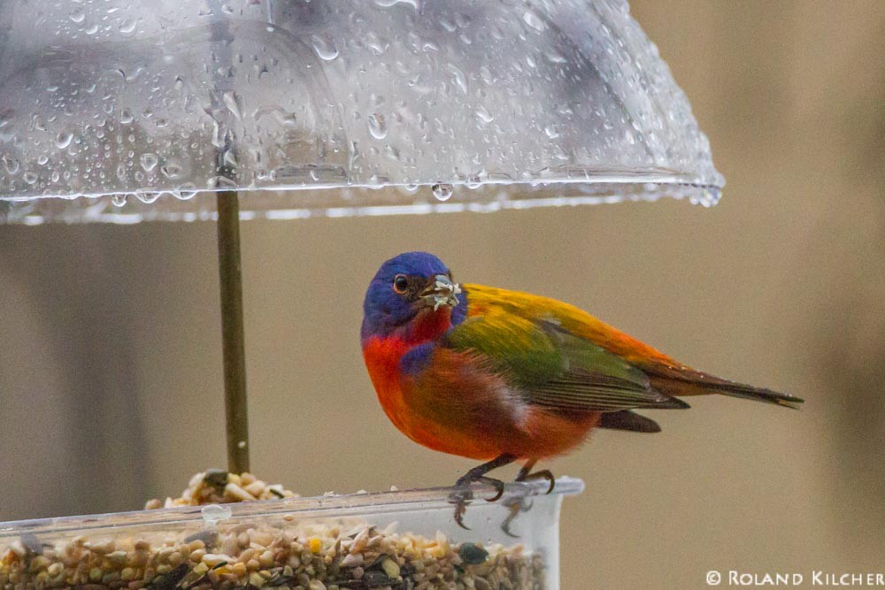 Painted Bunting - ML518363331