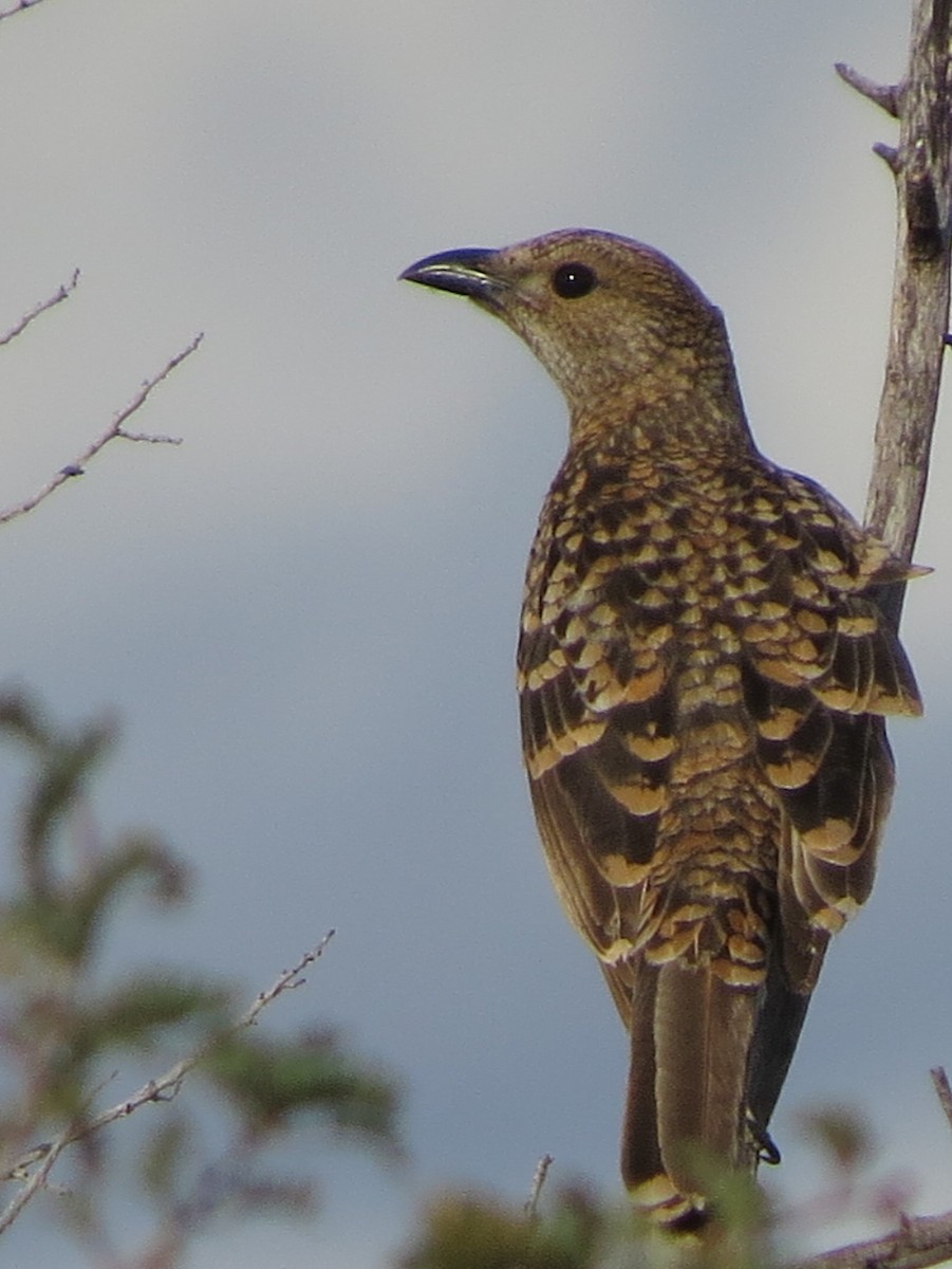 Spotted Bowerbird - ML518365781