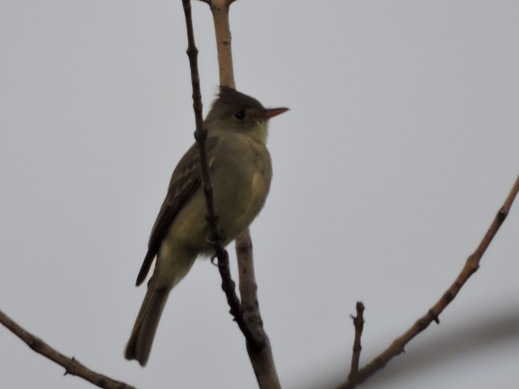 Greater Pewee - ML518366261