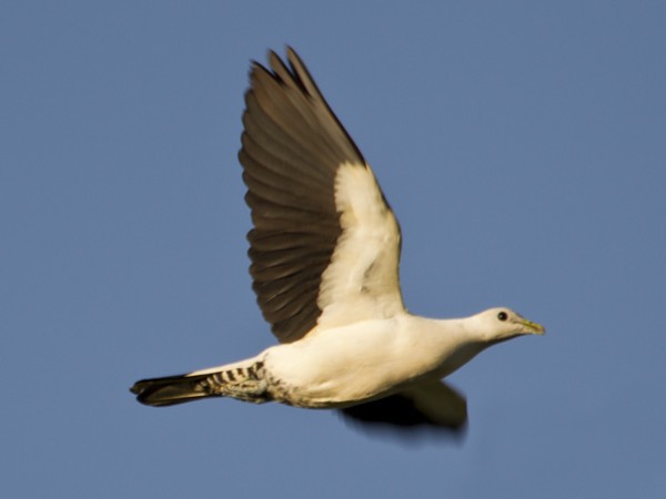 Torresian Imperial-Pigeon - Mat Gilfedder