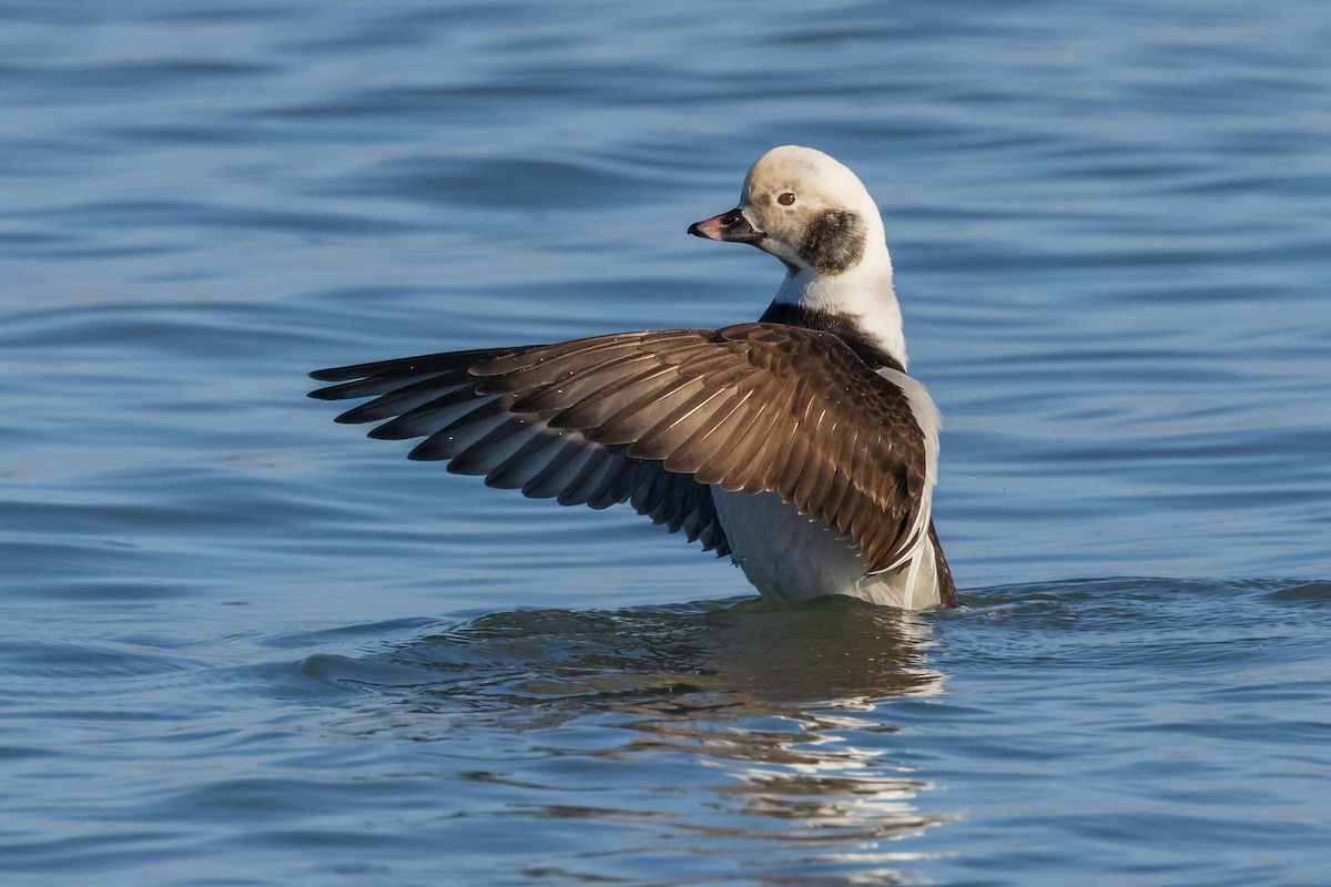 Long-tailed Duck - ML518369341