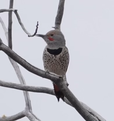Northern Flicker (Red-shafted) - ML518372601