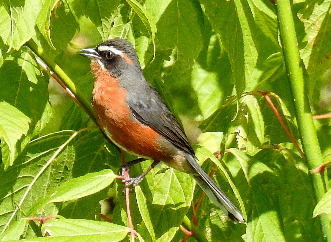 Black-and-rufous Warbling Finch - ML518372911