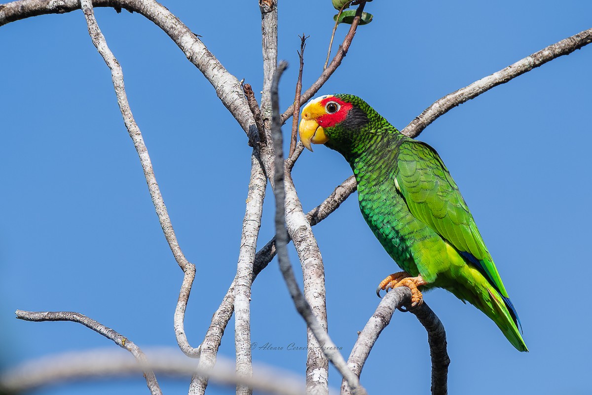 Yellow-lored Parrot - ML518374061