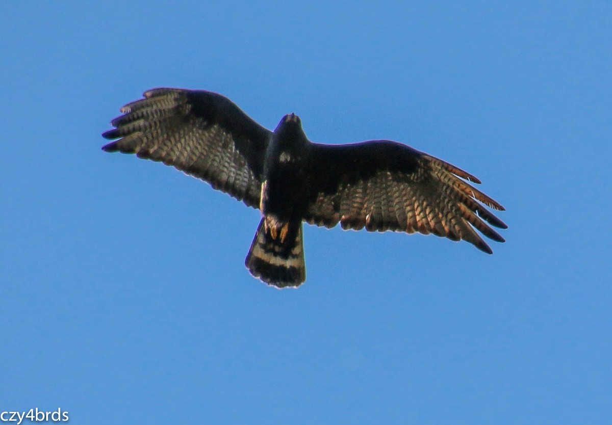 Zone-tailed Hawk - Charity Hagen
