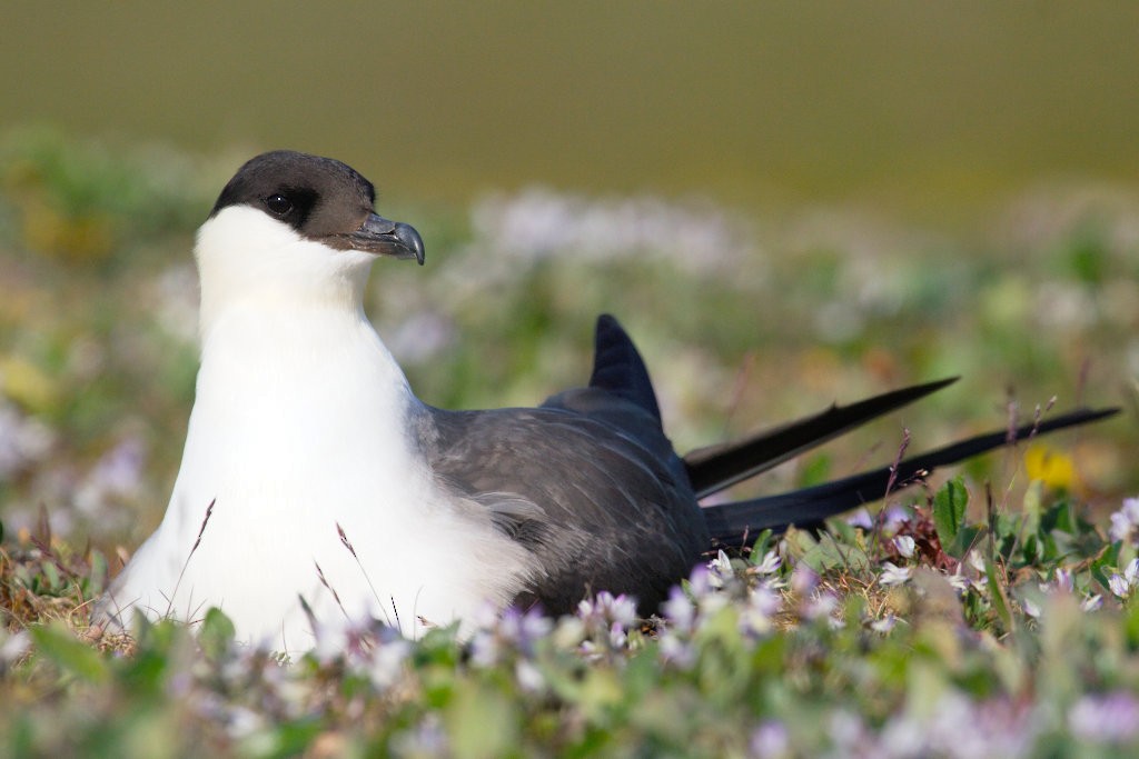 Long-tailed Jaeger - ML51837801