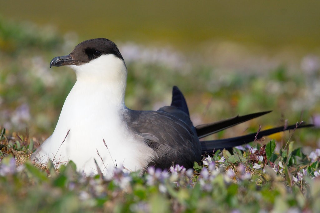 Long-tailed Jaeger - ML51837821