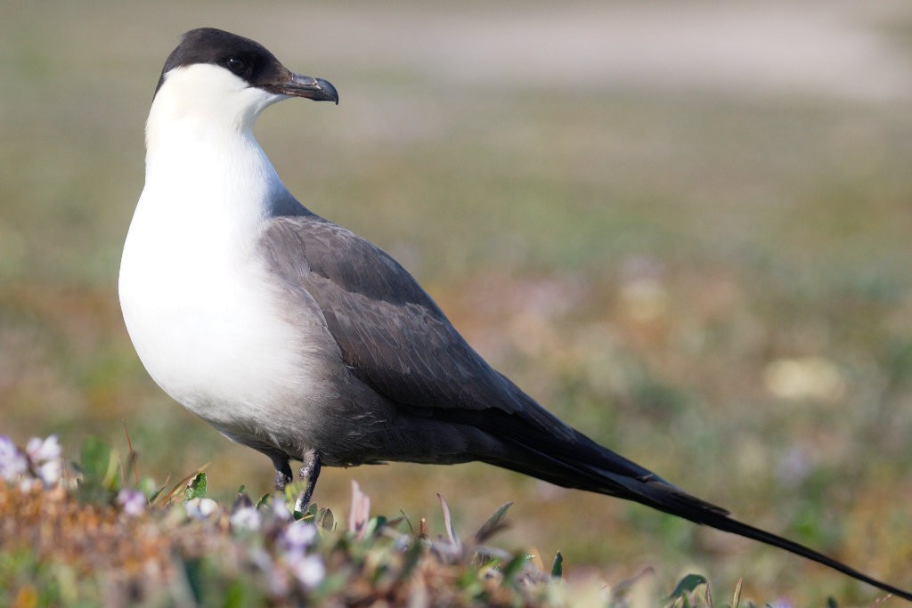 Long-tailed Jaeger - ML51837851