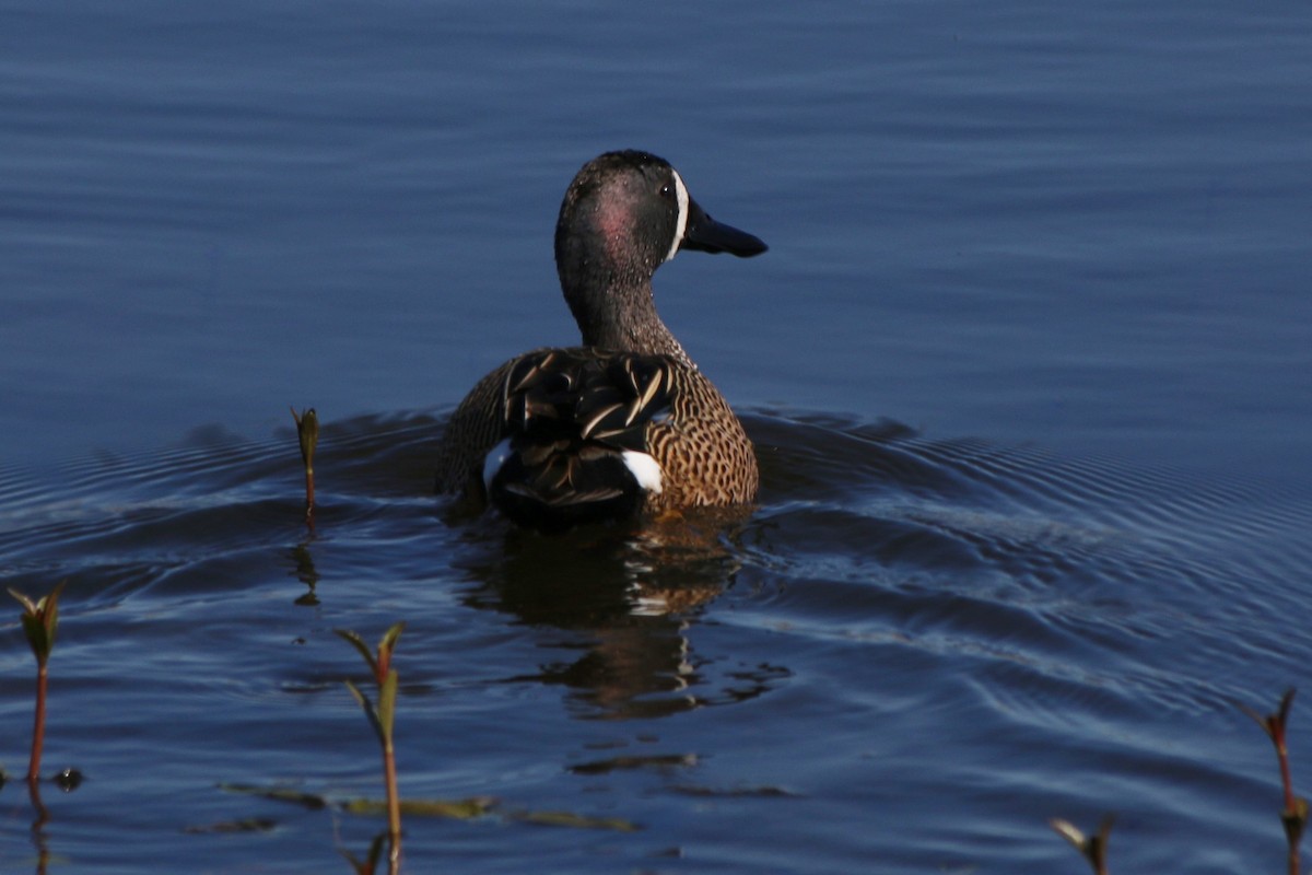 Blue-winged Teal - ML518380421