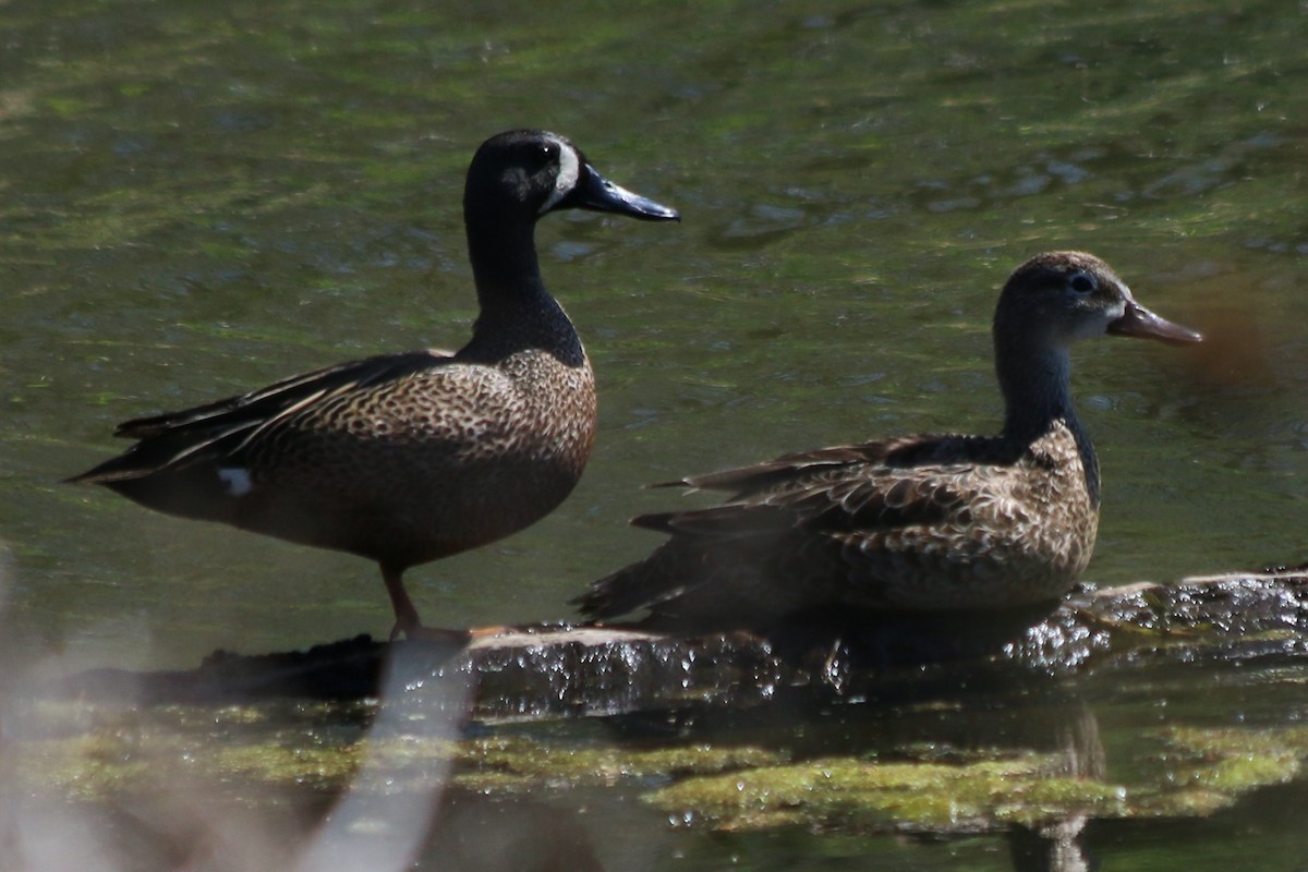 Blue-winged Teal - ML518380491