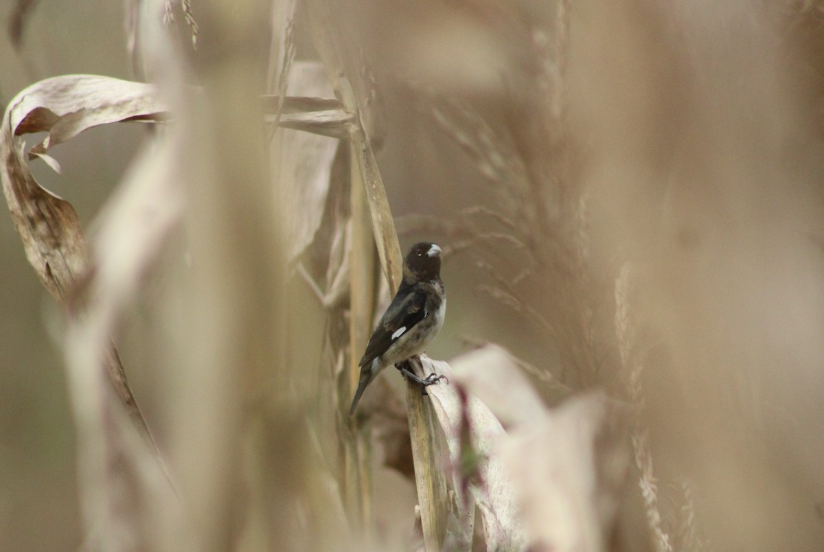 Black-and-white Seedeater - ML518380571