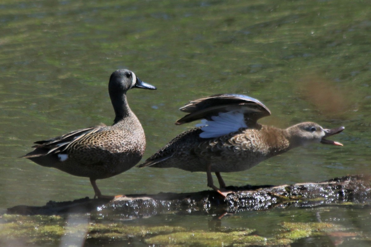 Blue-winged Teal - ML518380721