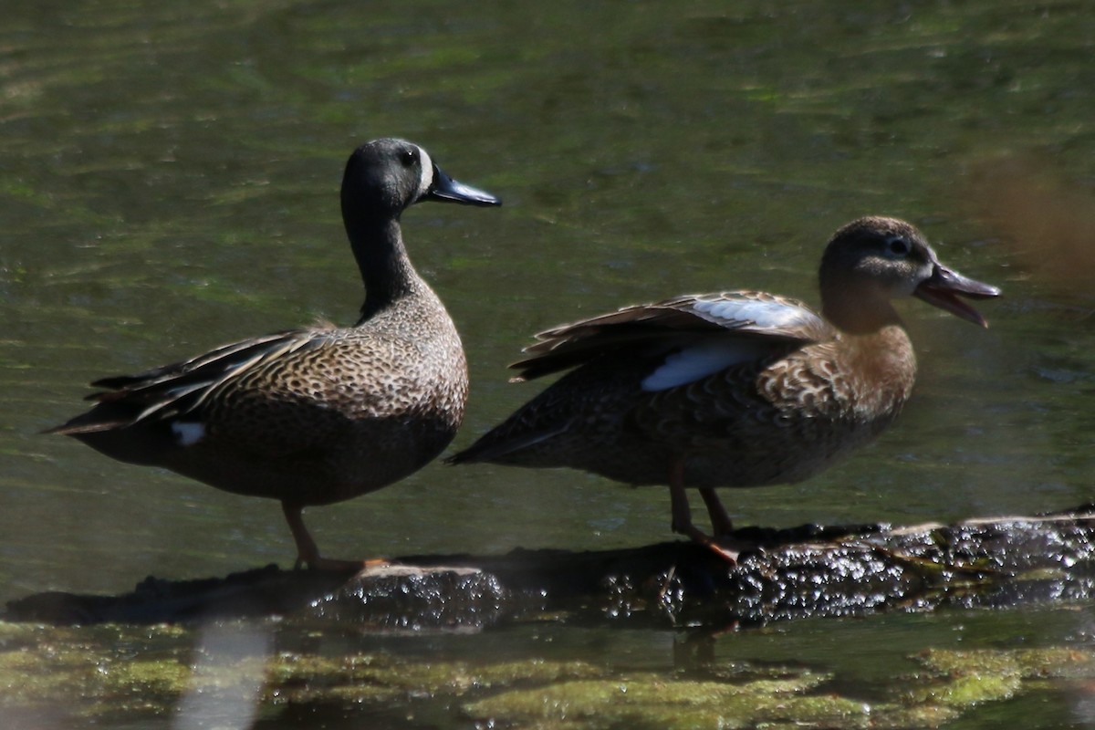 Blue-winged Teal - ML518381031