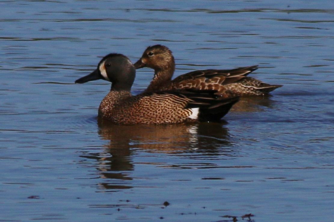 Blue-winged Teal - ML518381101