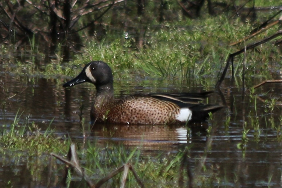 Blue-winged Teal - ML518381261