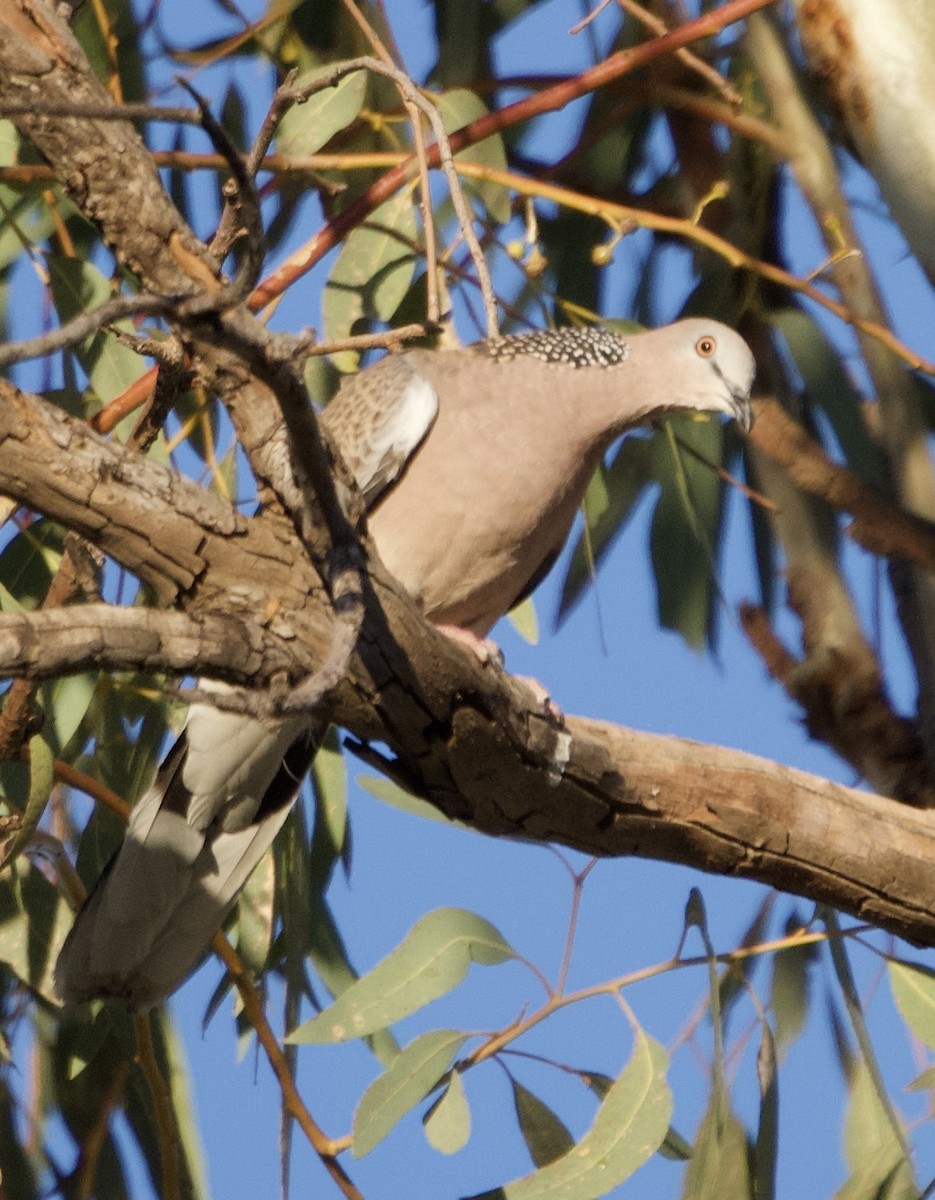 Spotted Dove - ML518385481