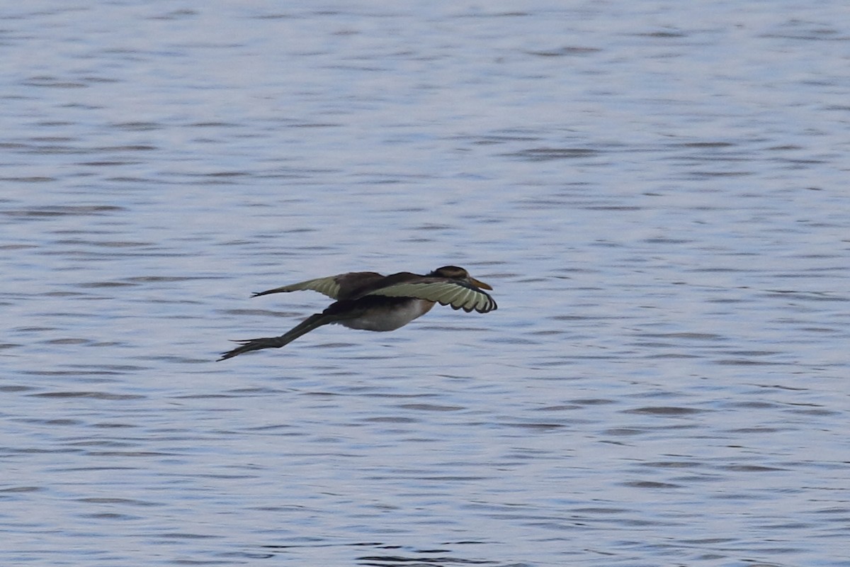 eBird Checklist - 11 Dec 2022 - Sayaxché--cauce antiguo al norte del ...