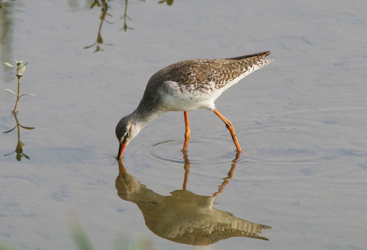 Spotted Redshank - ML518390701