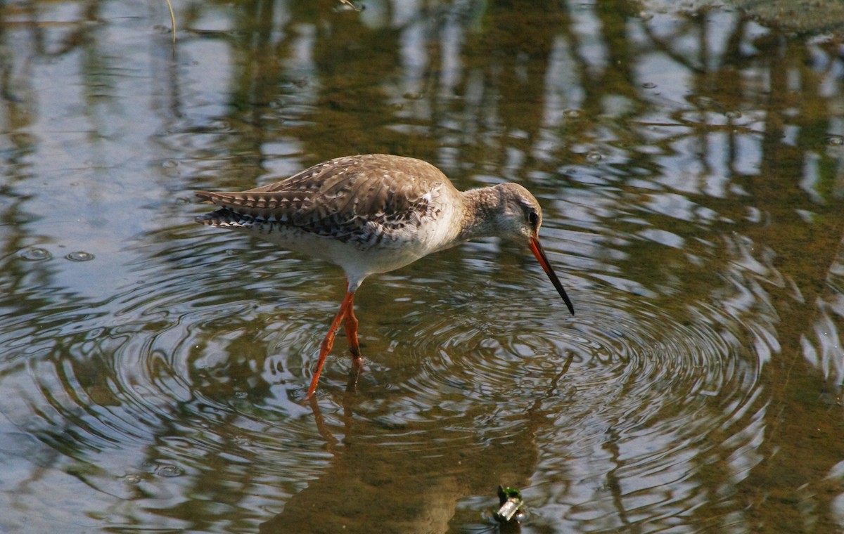 Spotted Redshank - ML518390781