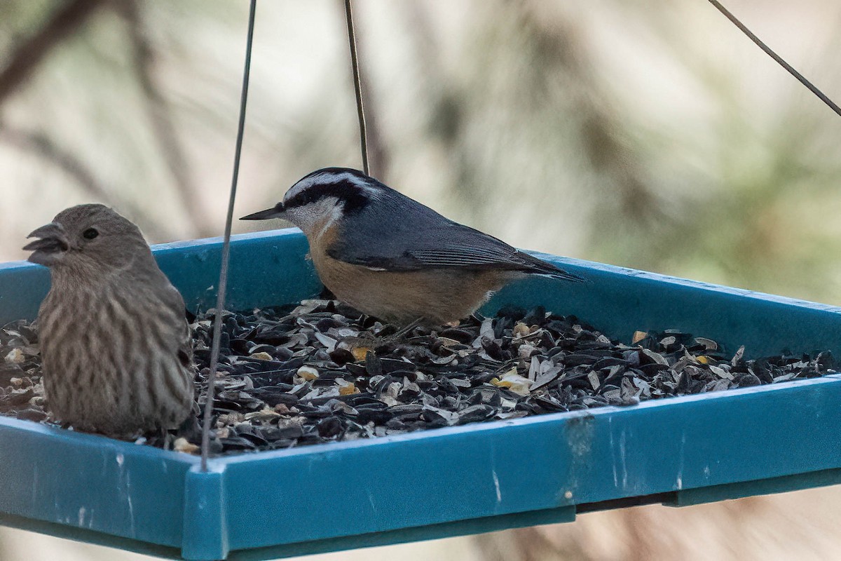 Red-breasted Nuthatch - ML518393501