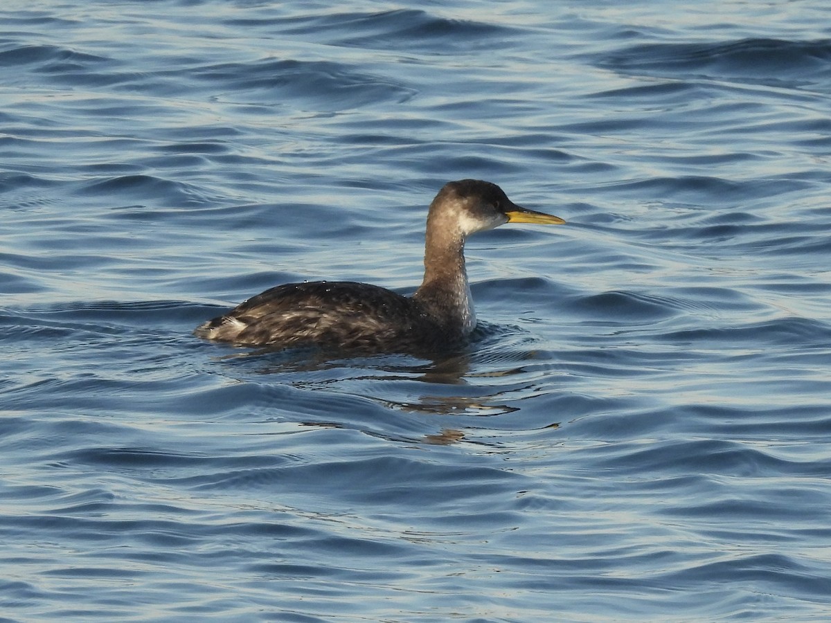 Red-necked Grebe - ML518393911