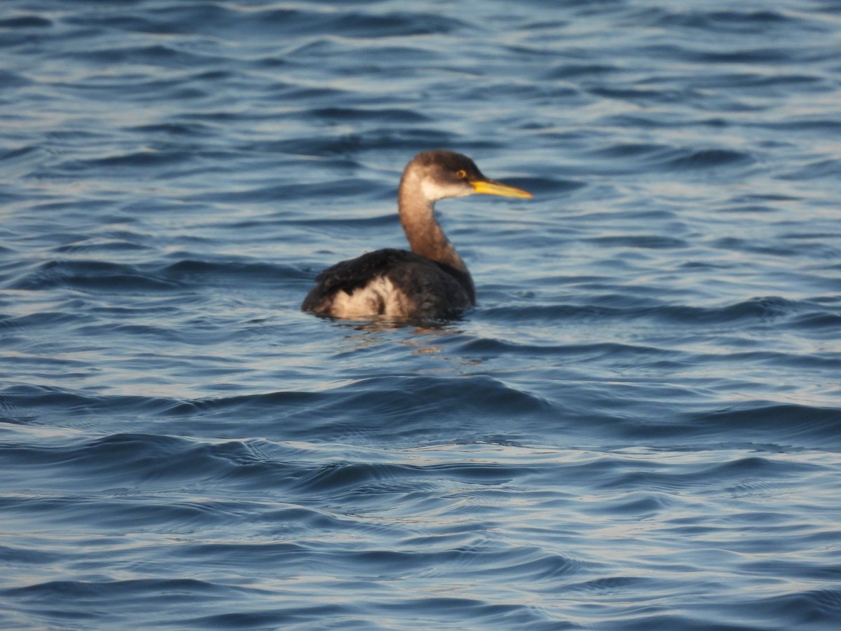 Red-necked Grebe - ML518393921