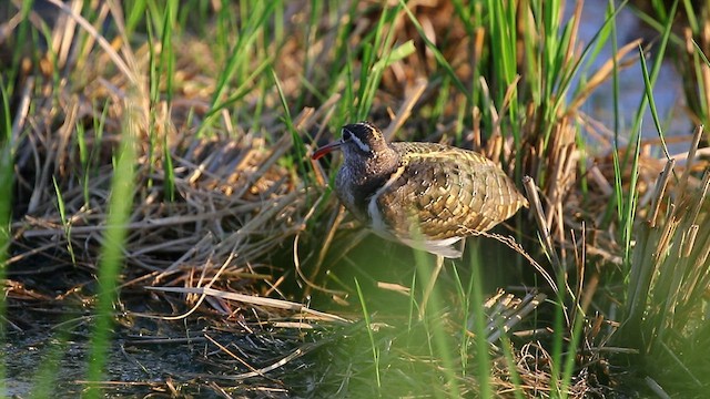 Greater Painted-Snipe - ML518394861