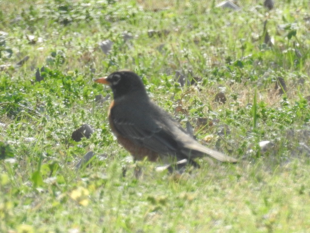 American Robin - Chip Pace