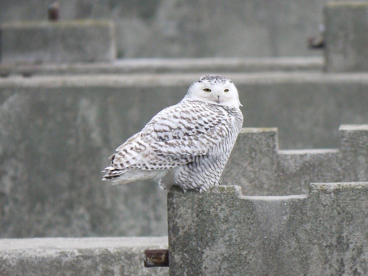 Snowy Owl - Mark Jennings