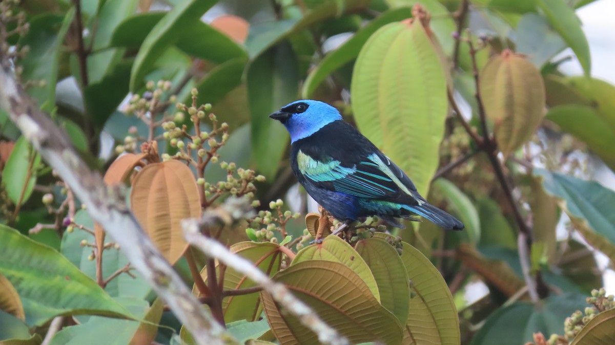 Blue-necked Tanager - ML518403351