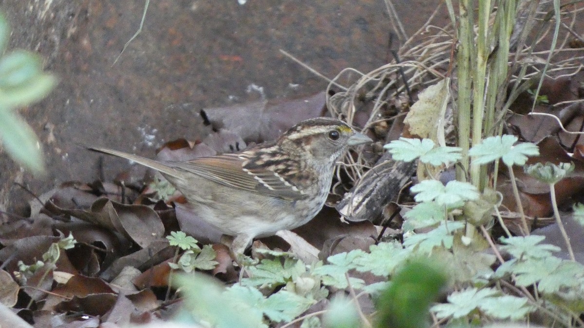 White-throated Sparrow - ML518404551