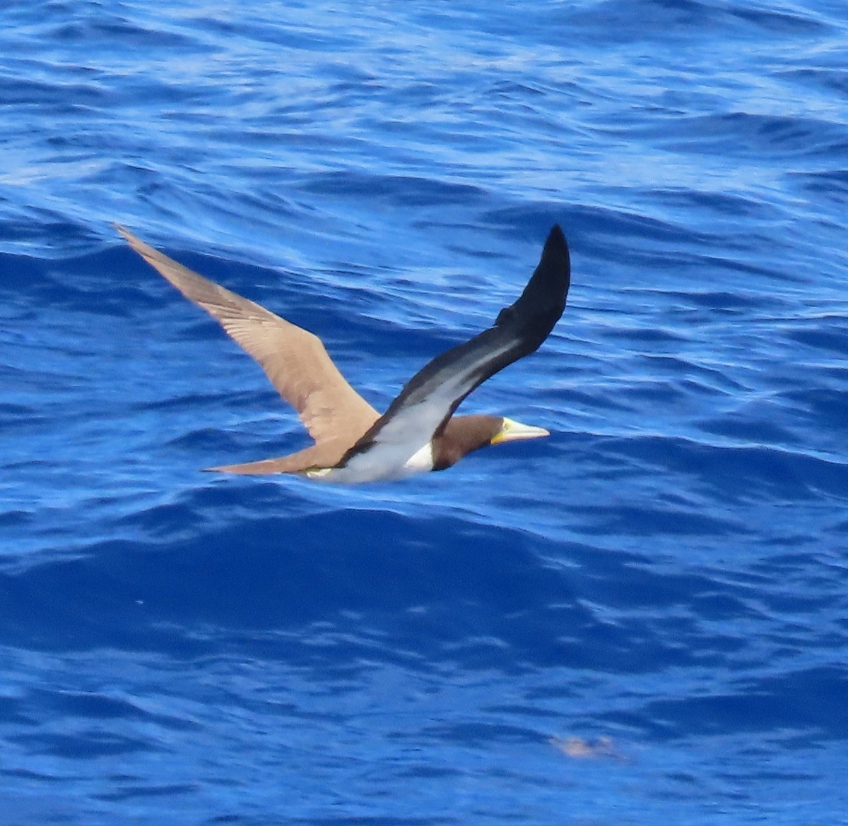 Brown Booby - ML518406061