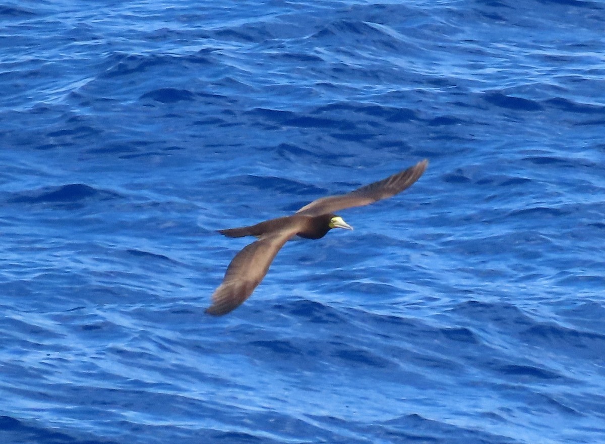 Brown Booby - ML518406181