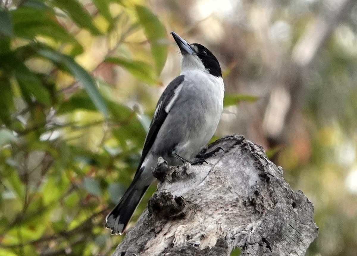 Gray Butcherbird - jerry pruett