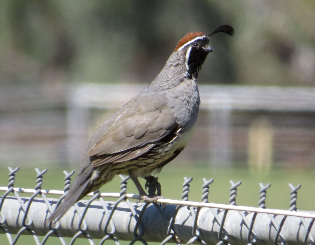 Gambel's Quail - Brittany O'Connor