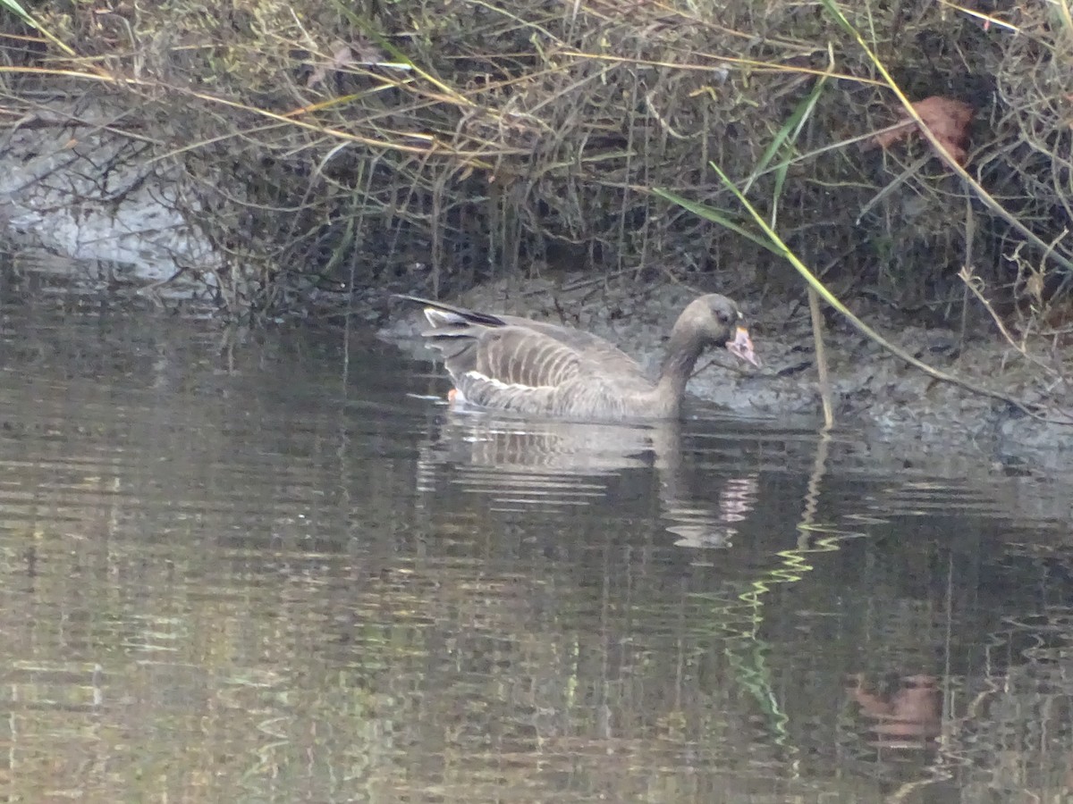 Greater White-fronted Goose - ML518412521