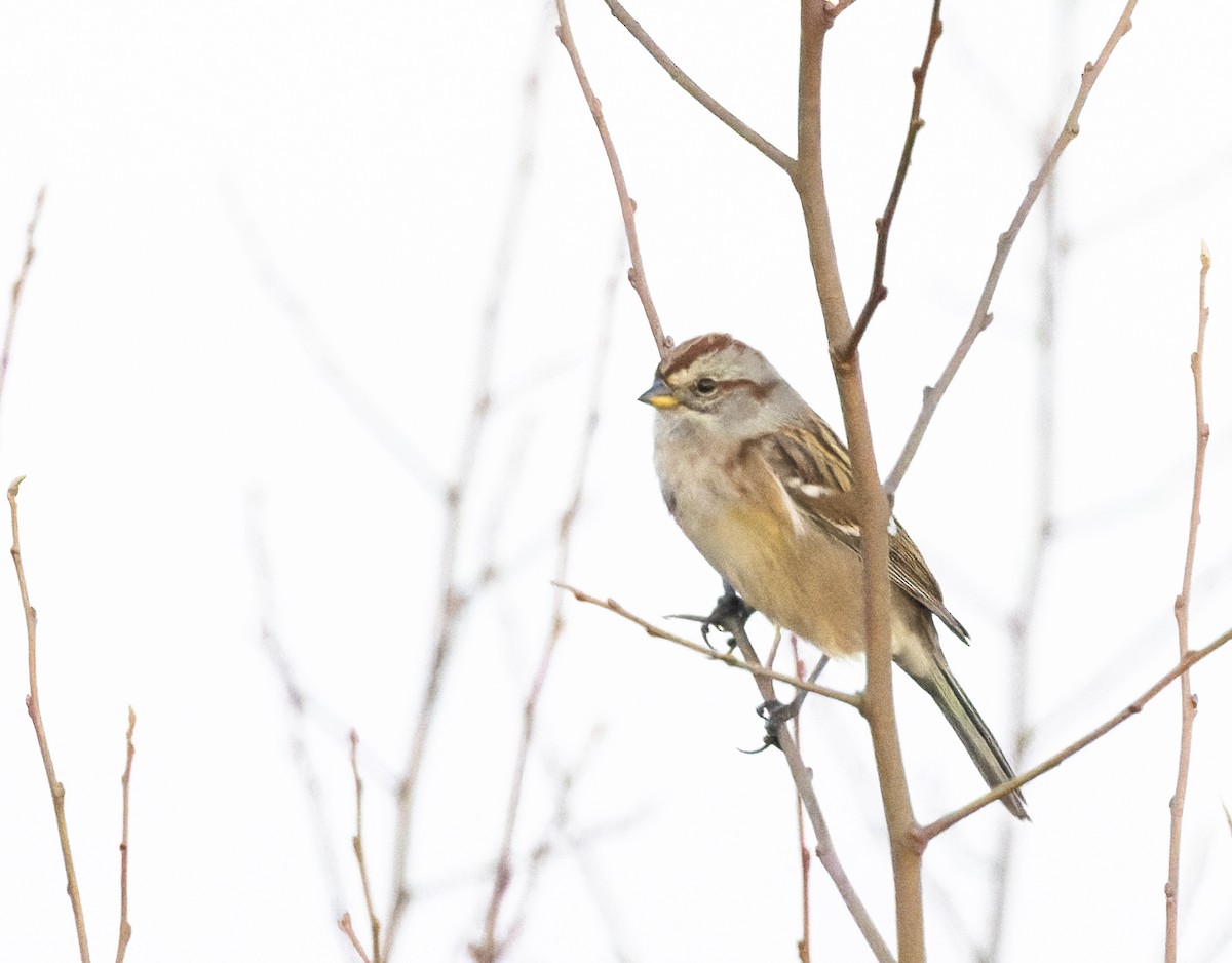 American Tree Sparrow - ML518412911