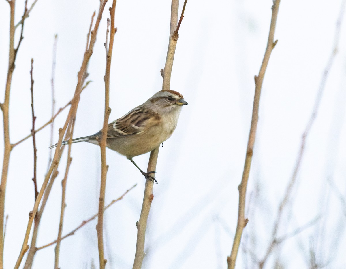 American Tree Sparrow - ML518412921