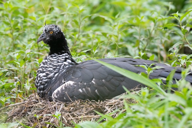 Adult sitting at nest. - Horned Screamer - 