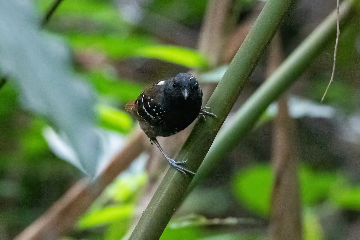 Rotschwanz-Ameisenvogel (hemimelaena) - ML518420431