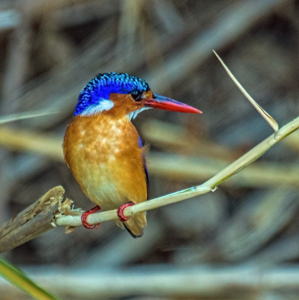 Malachite Kingfisher - Russell Scott