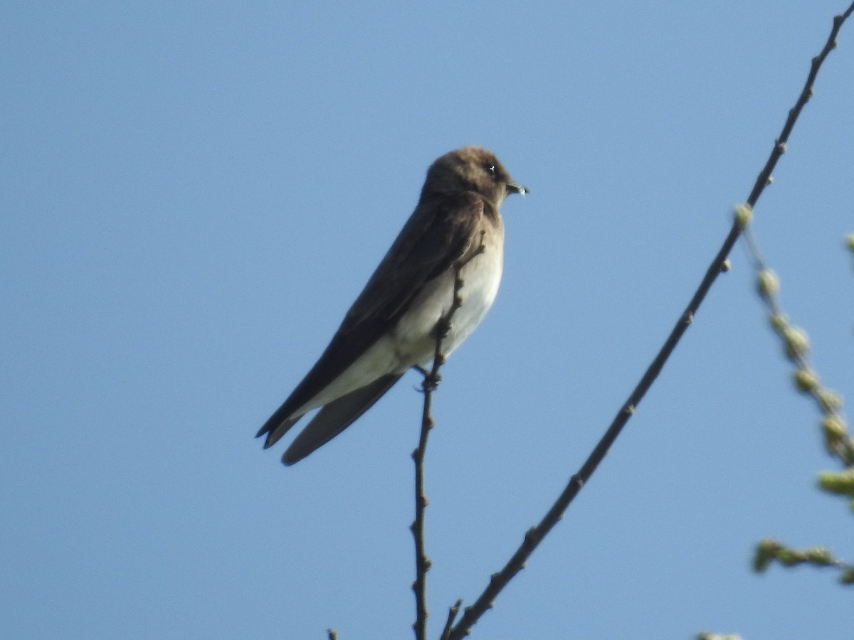 Northern Rough-winged Swallow - ML51842581