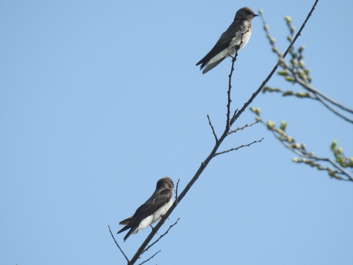 Northern Rough-winged Swallow - Chip Pace